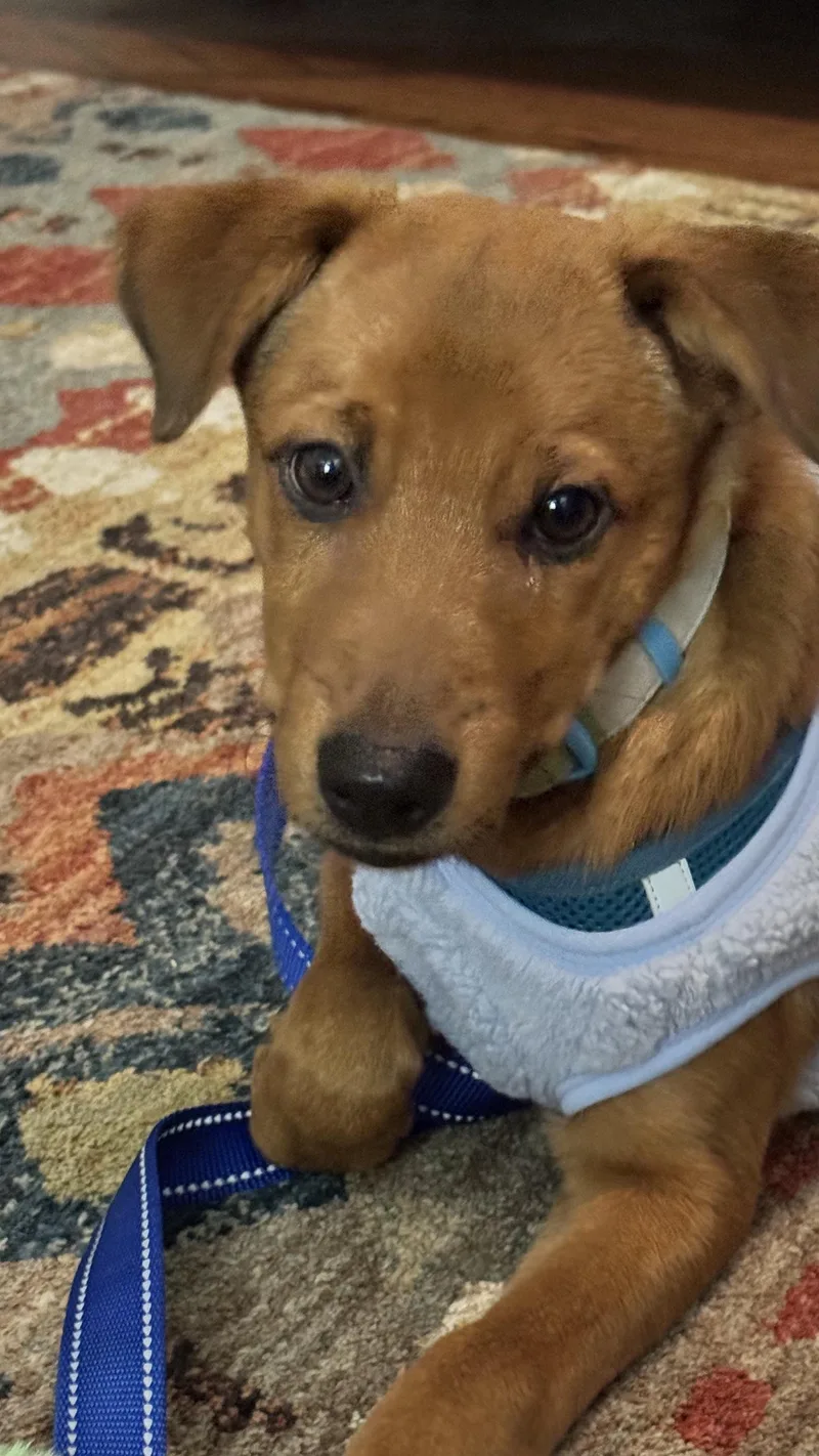 Valentino thumbnail 4