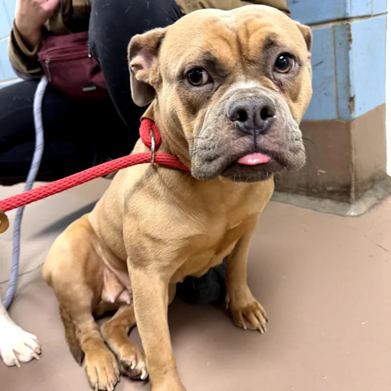 Giggly Wiggly thumbnail 2