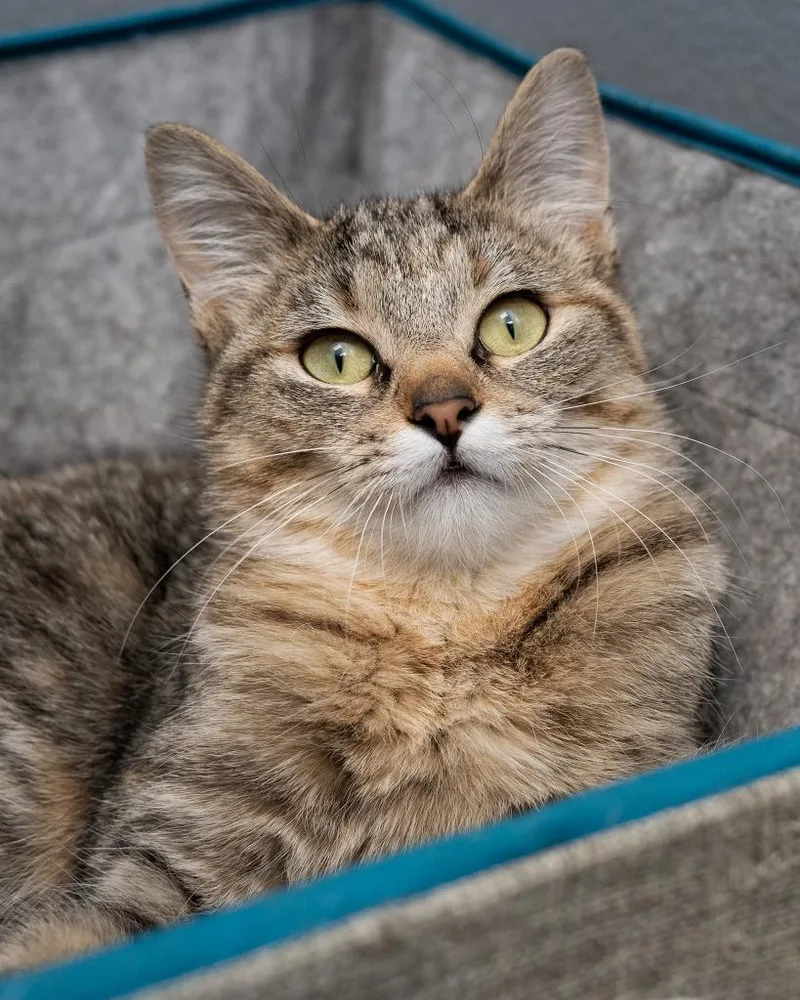 Hot Pocket thumbnail 2