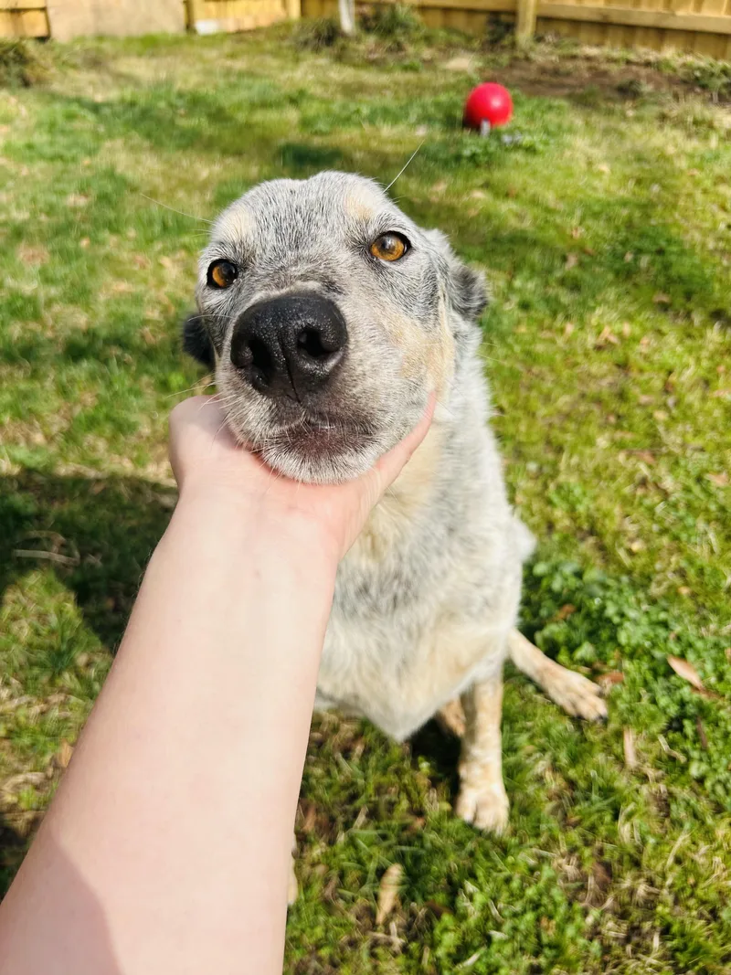 Jackson & Nova thumbnail 2