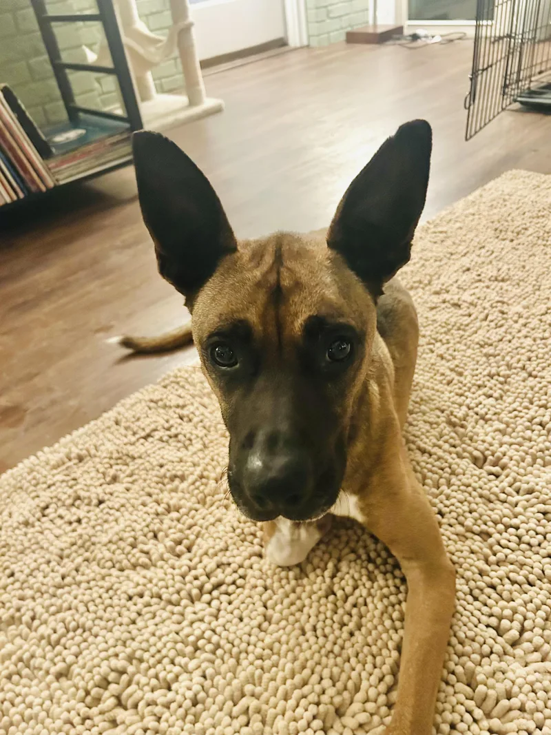 Jackson & Nova thumbnail 3