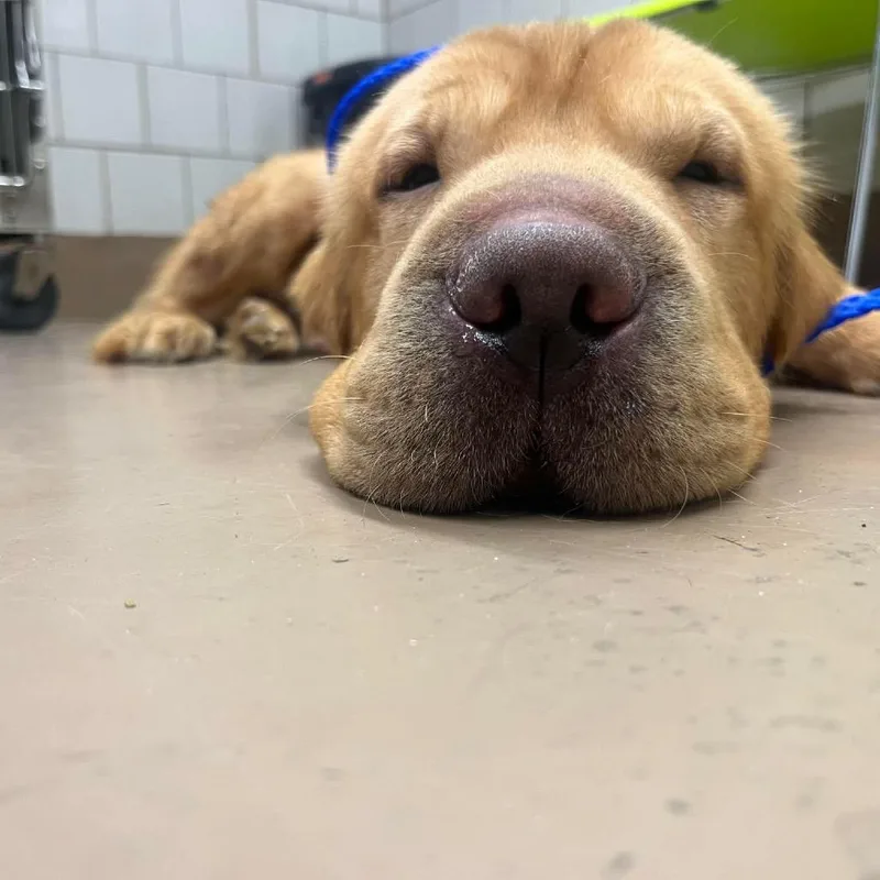 Wishbone thumbnail 2