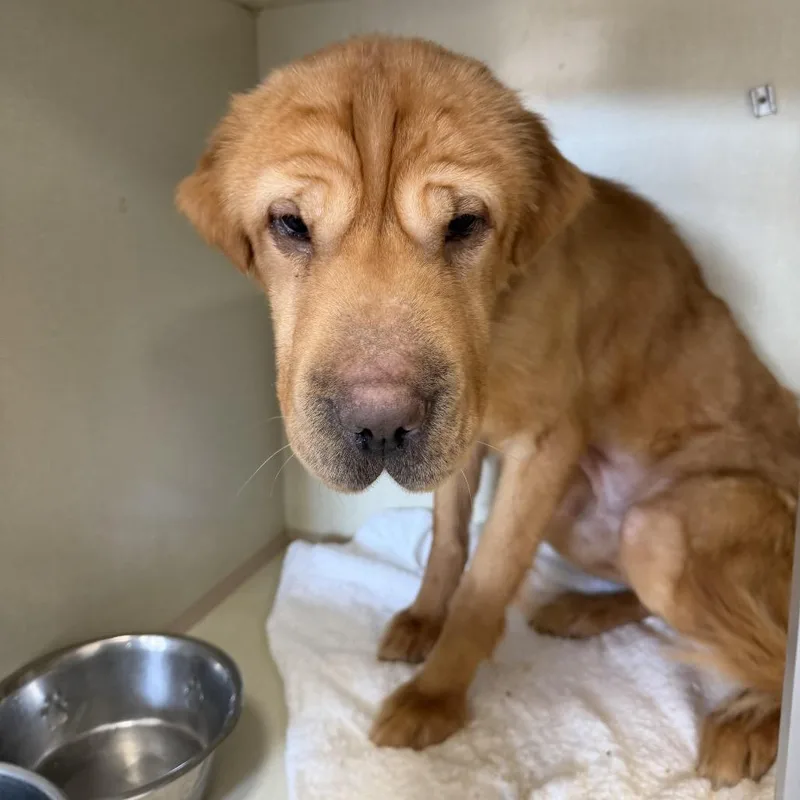 Wishbone thumbnail 3