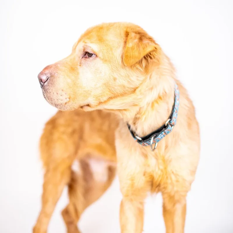 Wishbone thumbnail 4