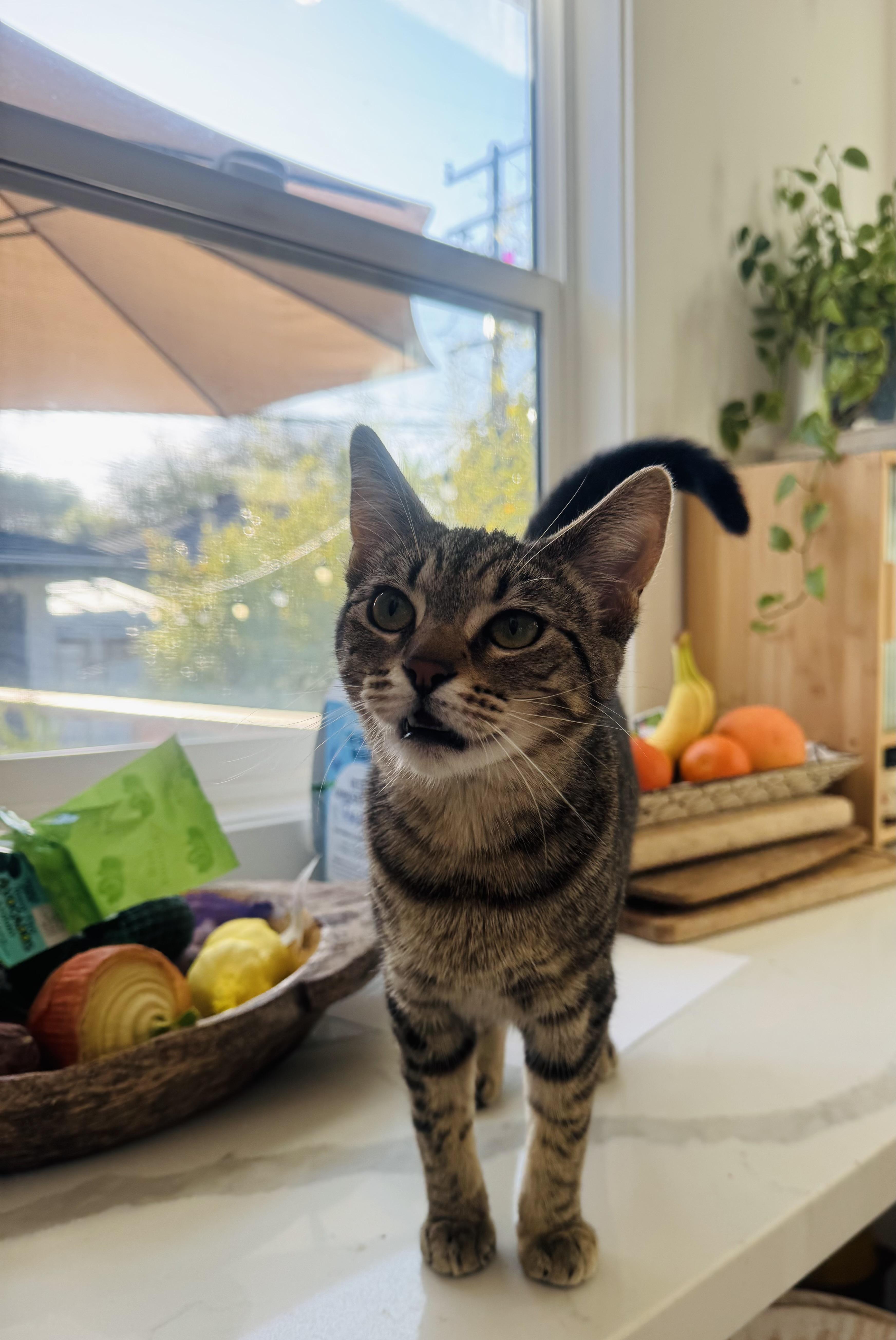 Cordelia thumbnail 2