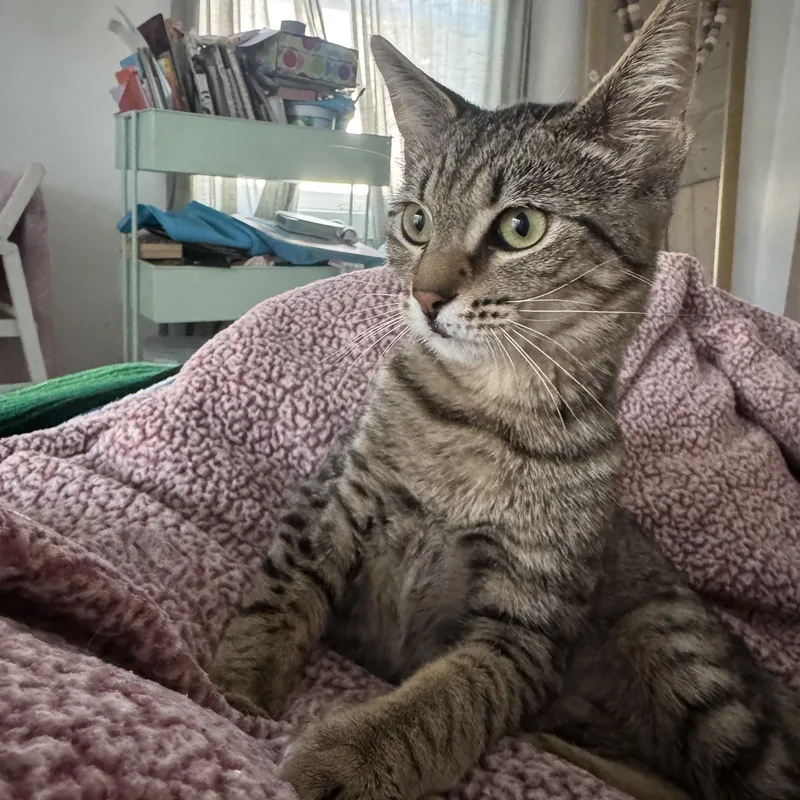 Cordelia thumbnail 3