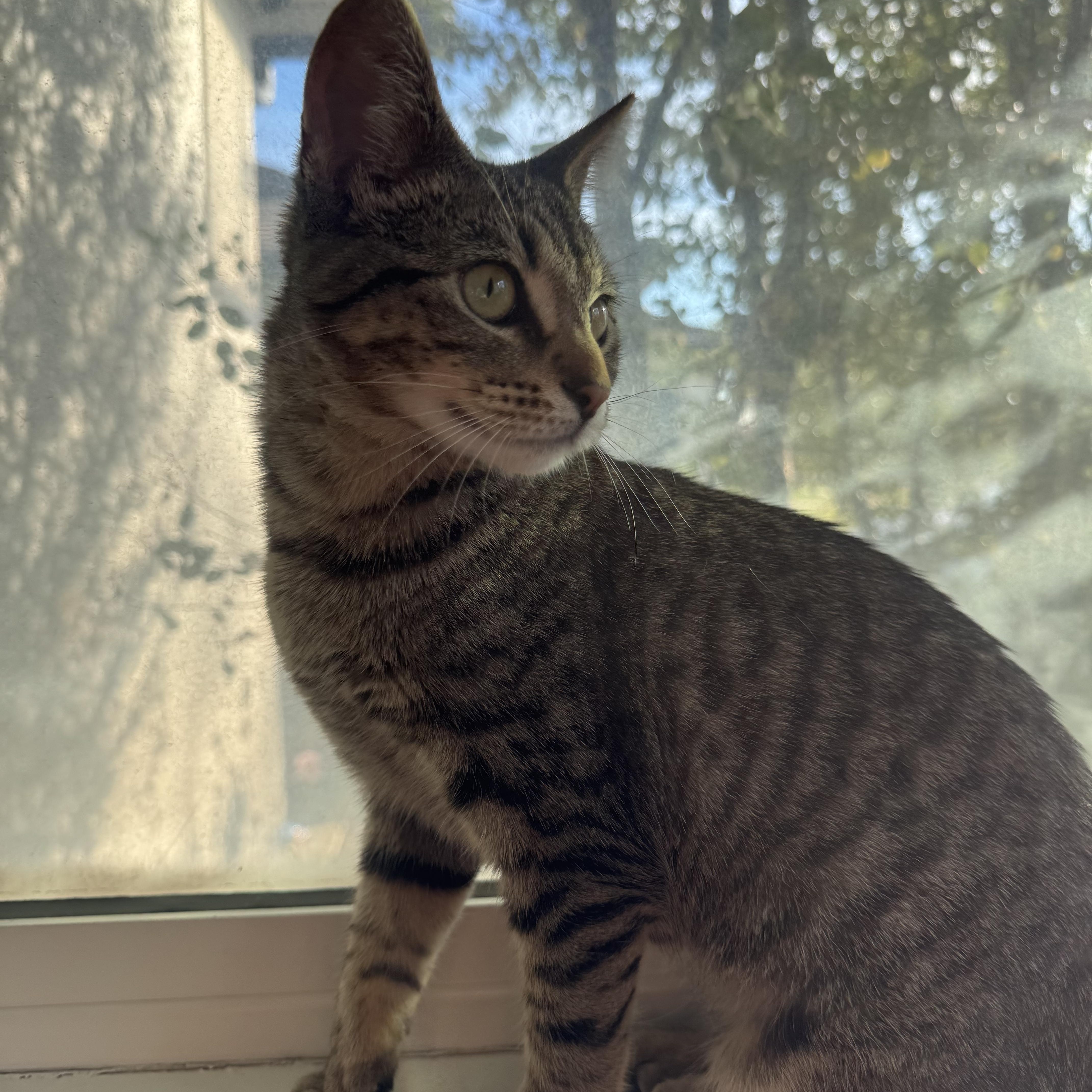 Cordelia thumbnail 4