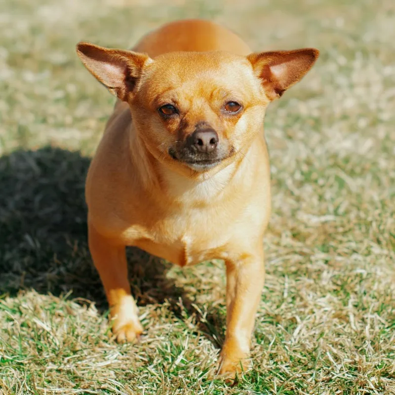 Corey In The House thumbnail 3