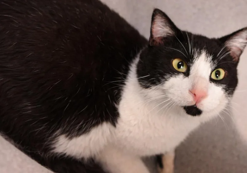 Turtleman thumbnail 2