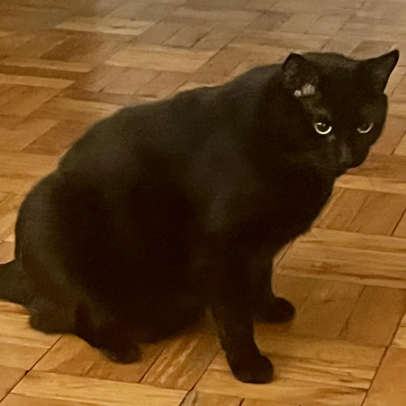 Twilight L  Quiet thumbnail 2