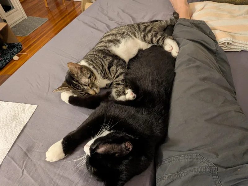 Klaus & Nova thumbnail 2