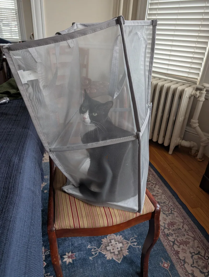 Klaus & Nova thumbnail 3