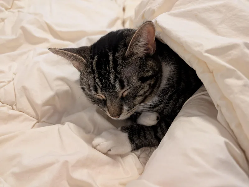 Klaus & Nova thumbnail 4