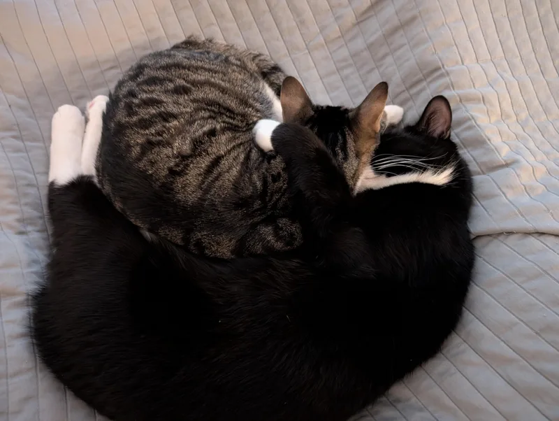 Klaus & Nova thumbnail 5