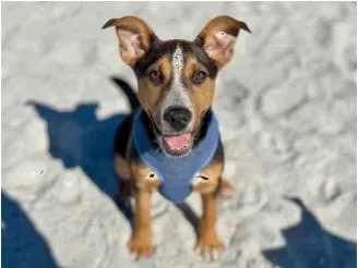 Kaleidoscope thumbnail 2