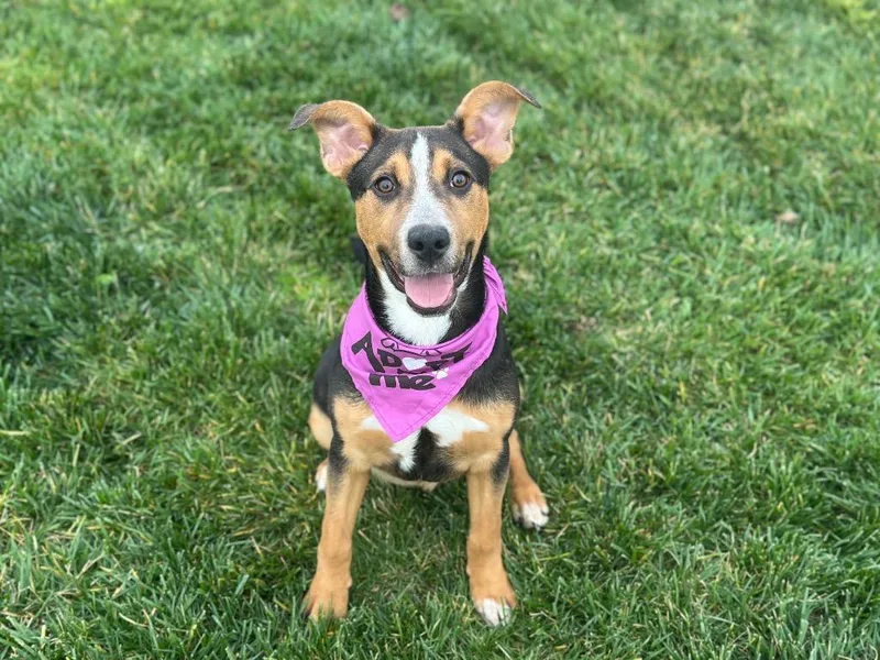 Kaleidoscope thumbnail 3