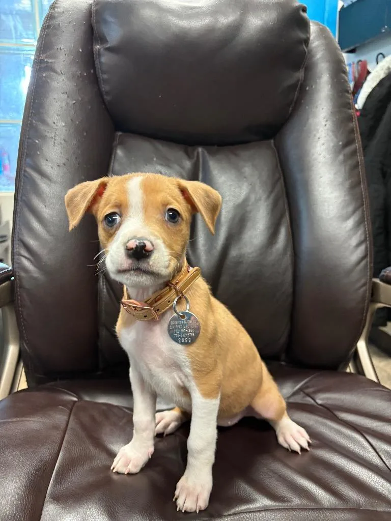 Coffee Coffee Buzzbuzzbuzz