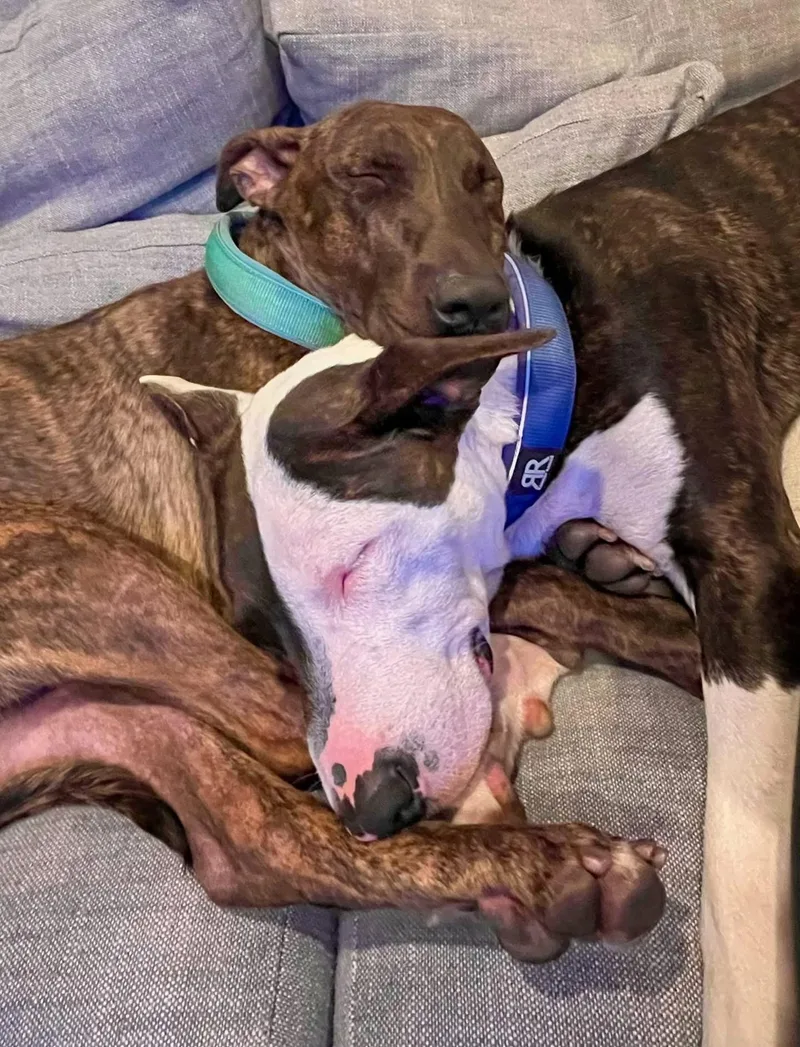 Parker & Enzo Double thumbnail 3