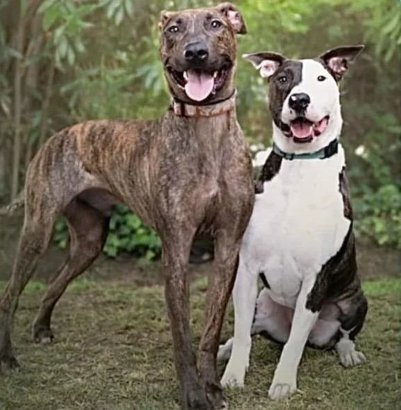 Parker & Enzo Double