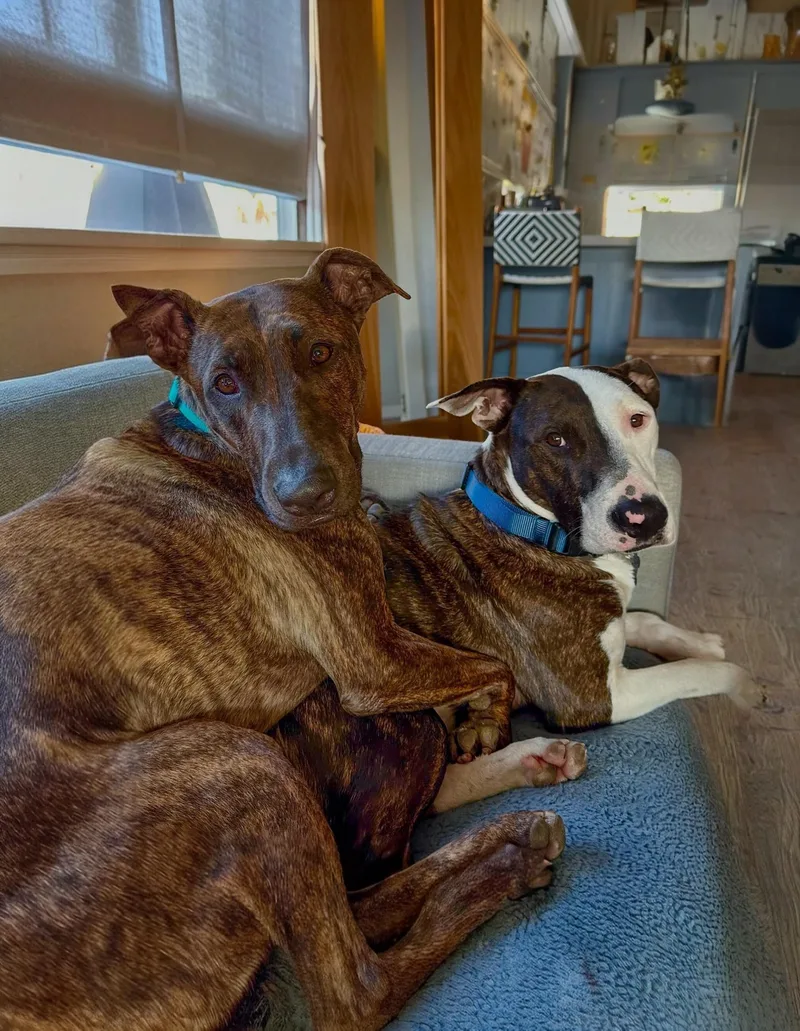 Parker & Enzo Double thumbnail 5