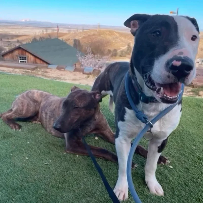 Parker And Enzo thumbnail 2