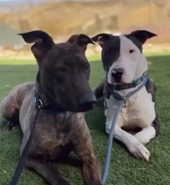 Parker And Enzo  thumbnail 2