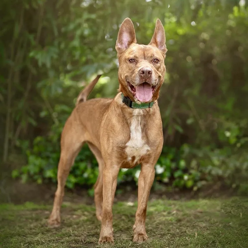 Rosiaaffectionate Girl thumbnail 4