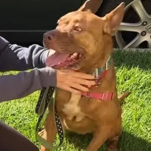 Rosialoving Girl Who Longs thumbnail 4