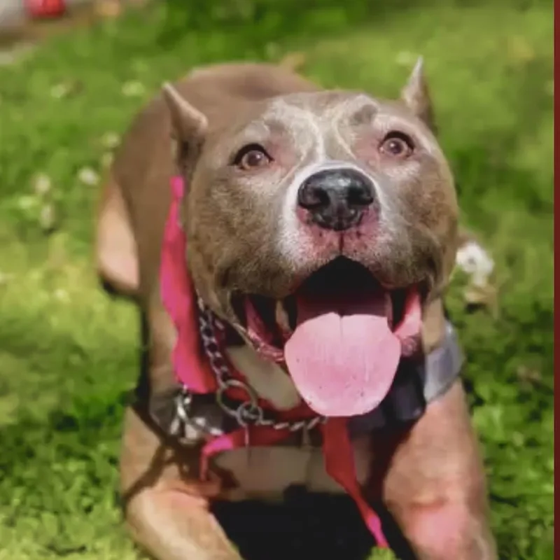 An adult medium-sized female American Bully dog named Bella for adoption in Los Angeles, CA