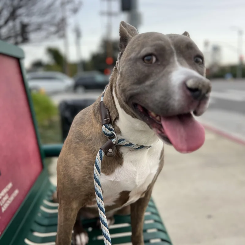 An adult medium-sized female American Bully dog named Bella   A for adoption in Los Angeles, CA