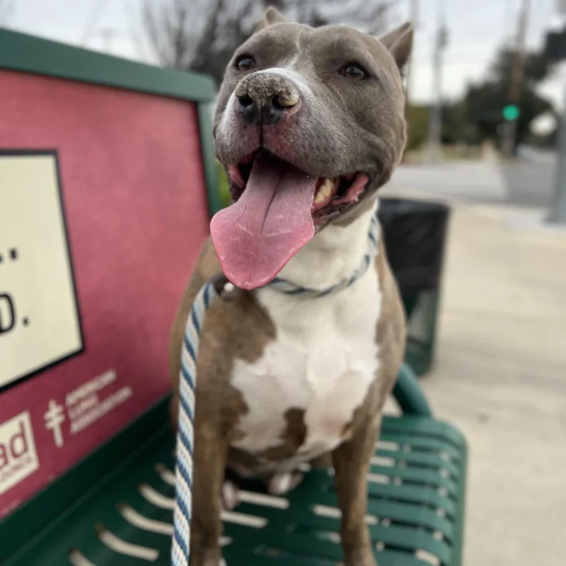 Bella   A thumbnail 5