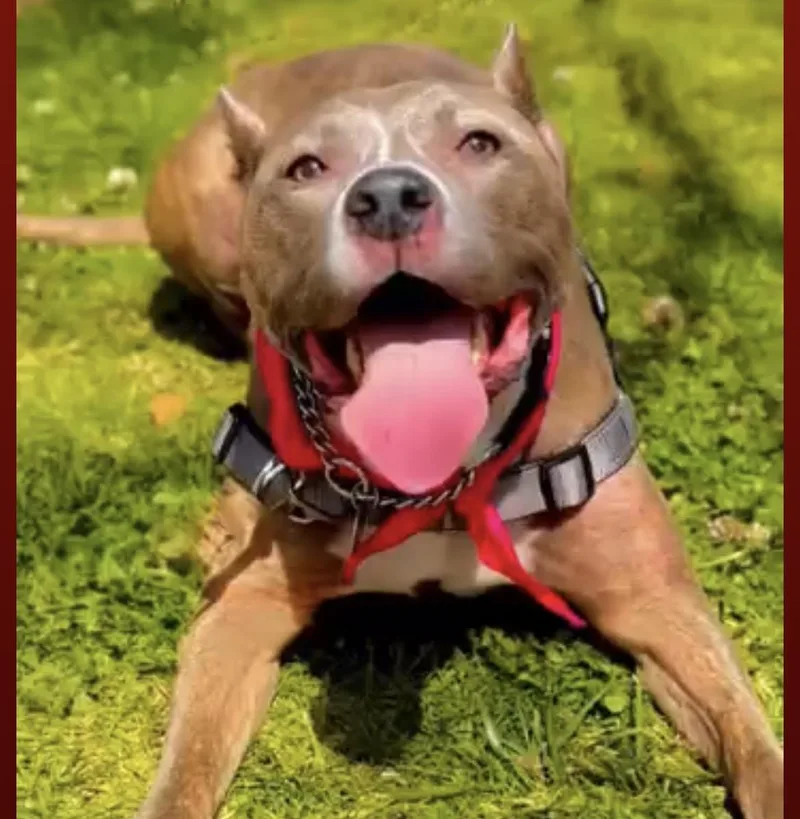 Bellagentle  Loving And thumbnail 2