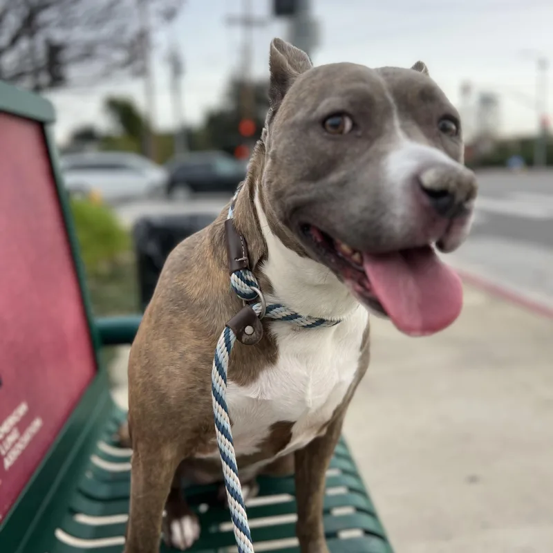 Bellagentle  Loving And thumbnail 3