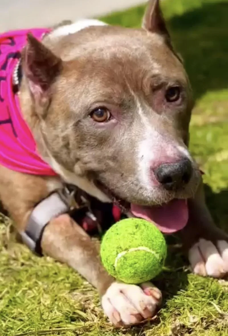 Bellapure Love  Just thumbnail 5