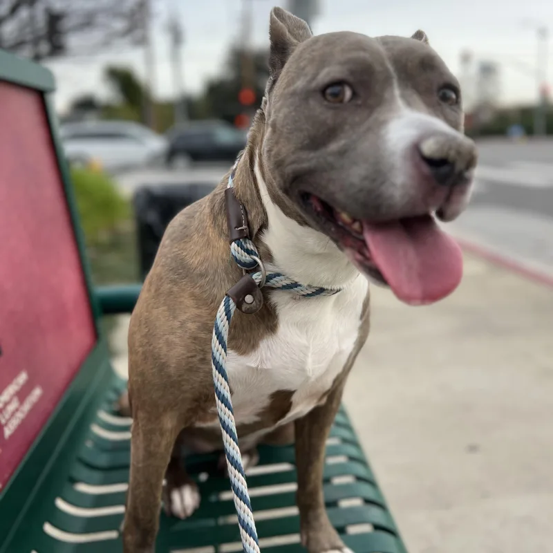 An adult medium-sized female American Bully dog named Bellapure Love  Just for adoption in Los Angeles, CA