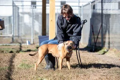 Elizabeth Fka Dog thumbnail 2