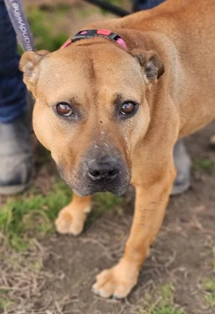 Elizabeth Fka Dog thumbnail 3