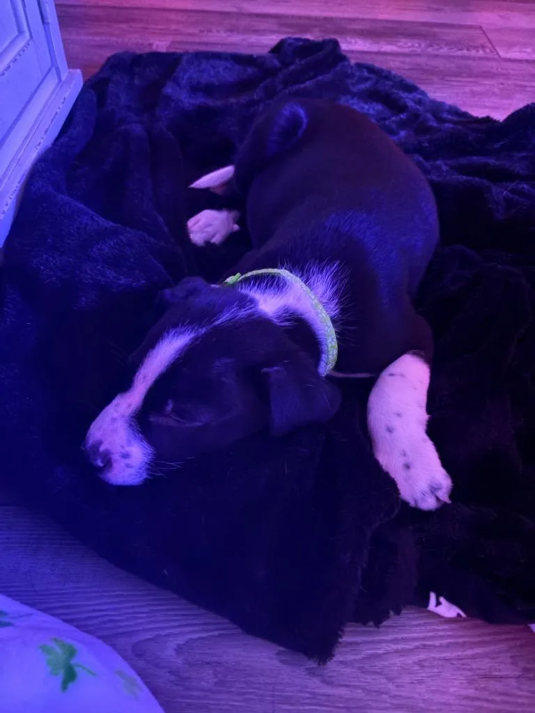 Neapolitan Dynamite thumbnail 2