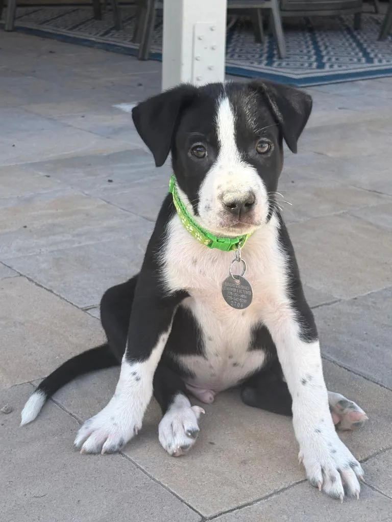 Neapolitan Dynamite thumbnail 4