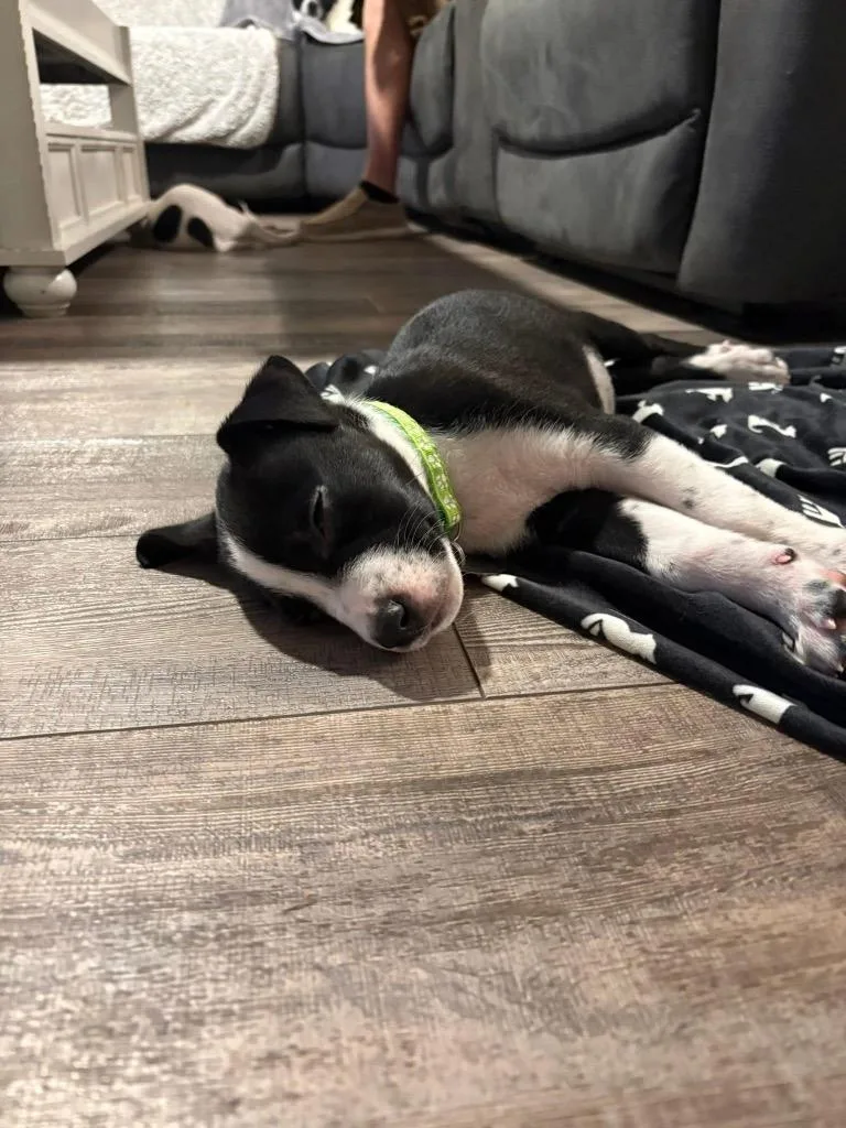 Neapolitan Dynamite thumbnail 6