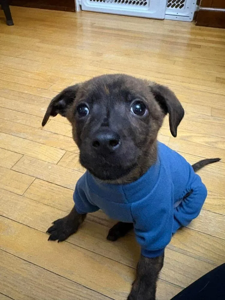 Sir Puck thumbnail 2