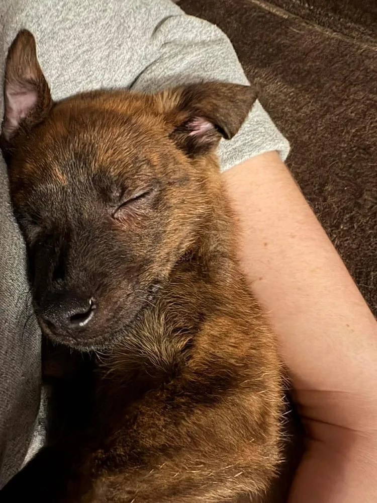 Sir Puck thumbnail 4