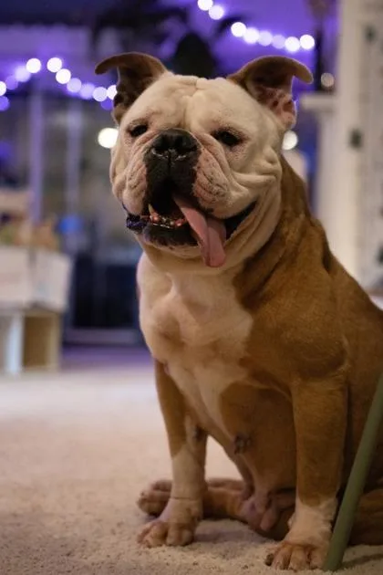 Lulu Lane thumbnail 2