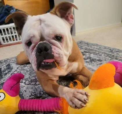 Lulu Lane thumbnail 3