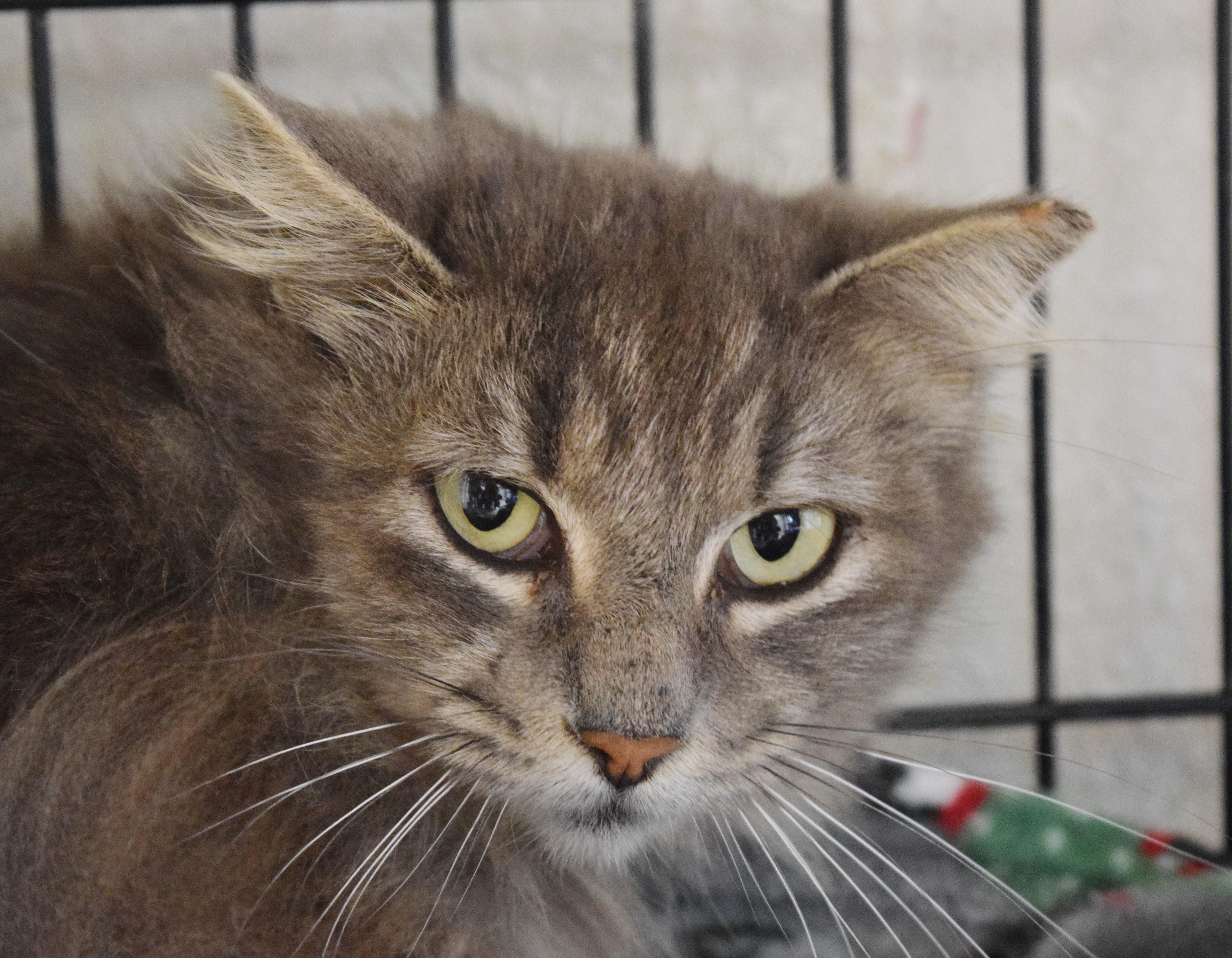 Puddin' Pop thumbnail 2