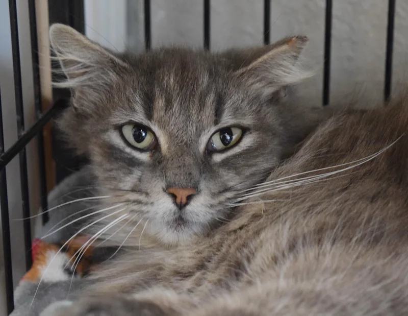 Puddin' Pop thumbnail 3