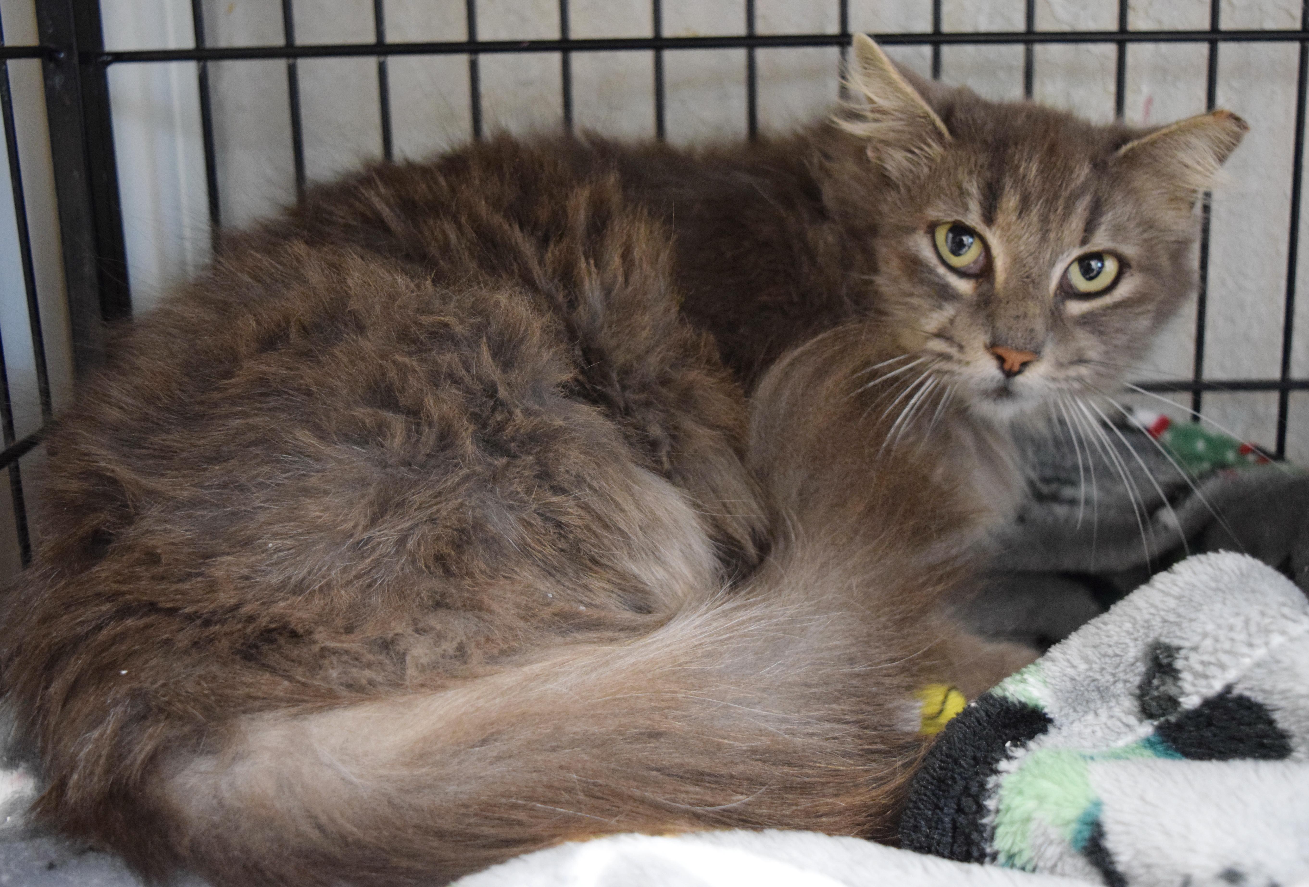 Puddin' Pop thumbnail 4