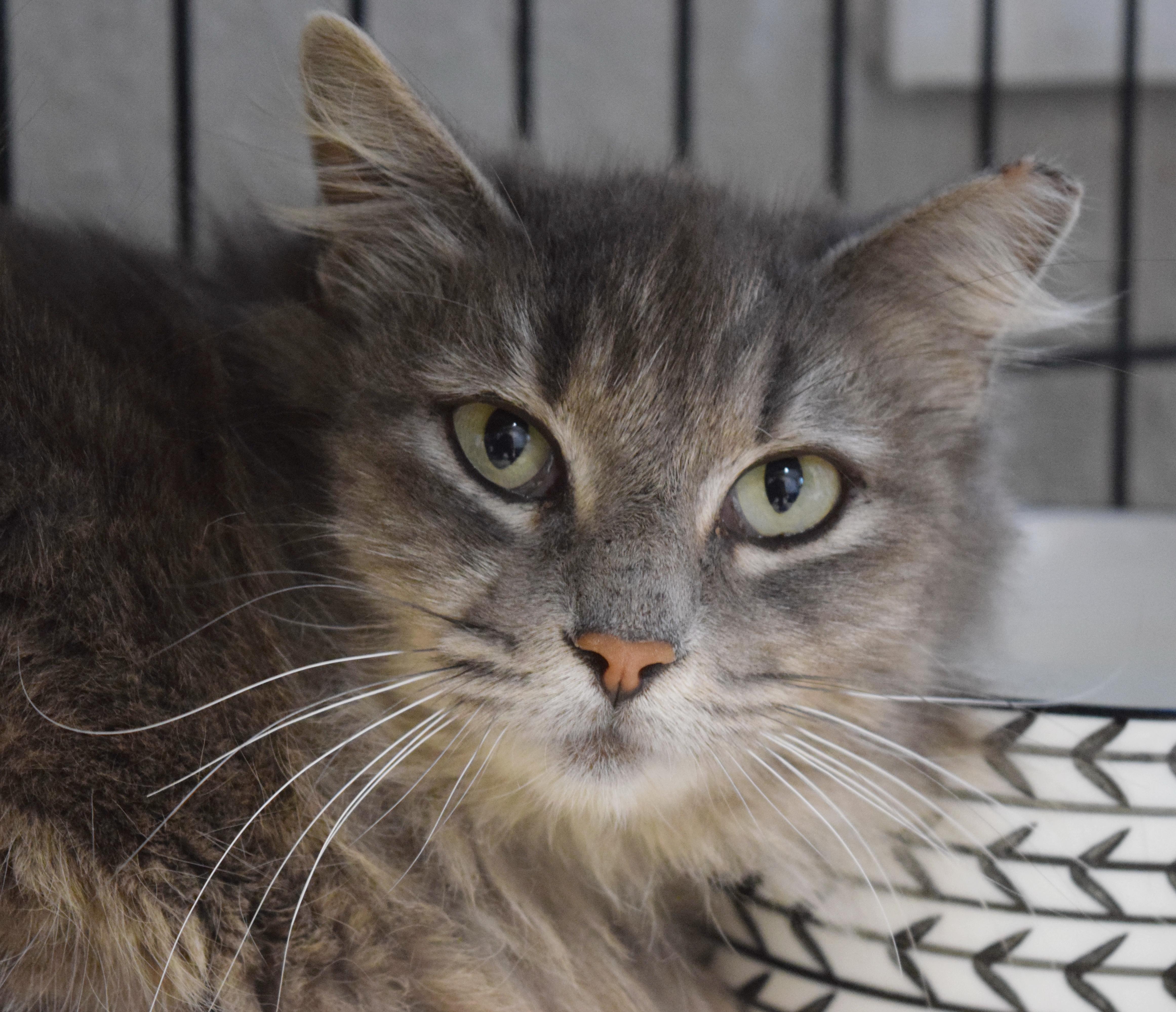 Puddin' Pop thumbnail 5