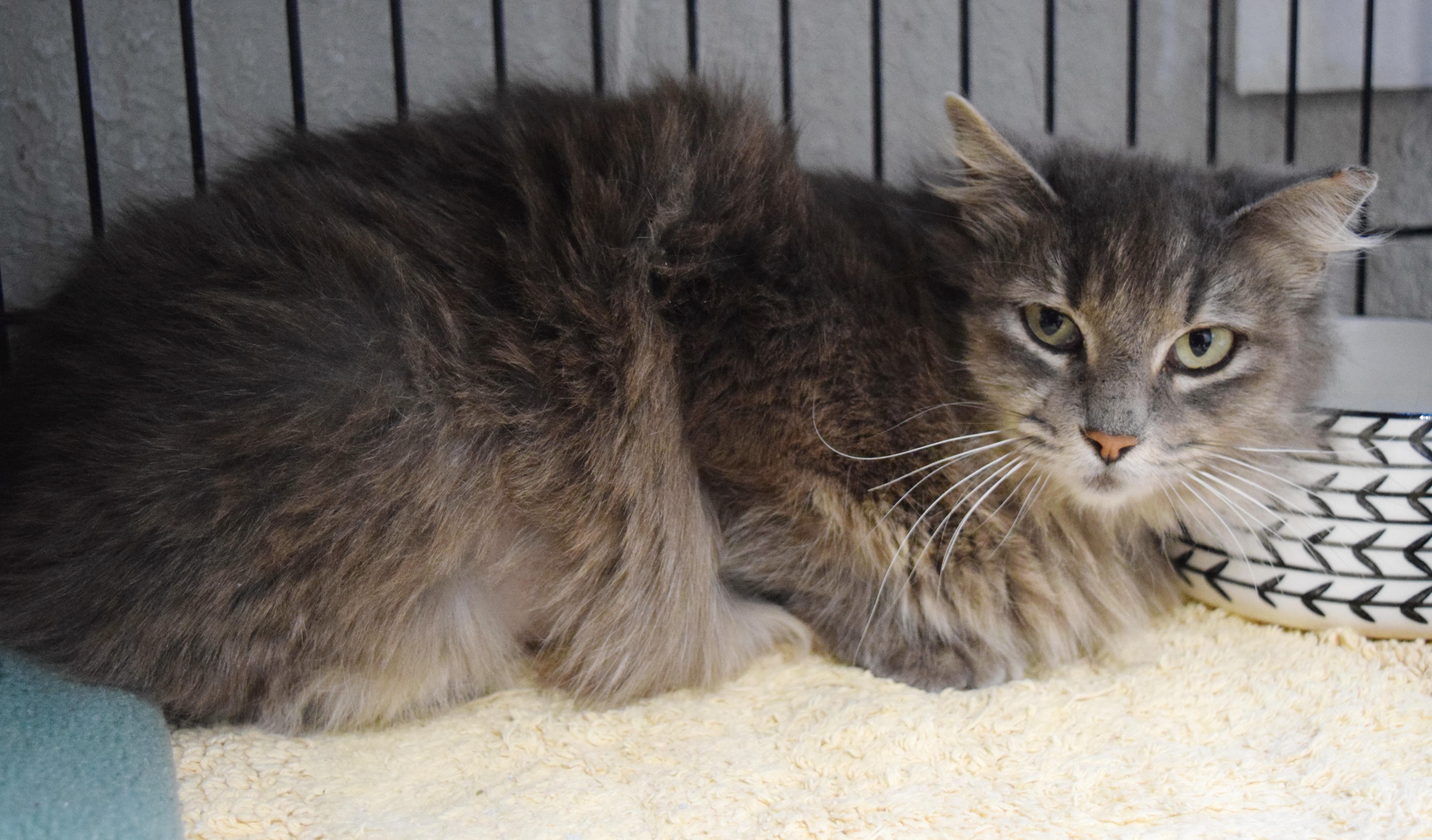 Puddin' Pop thumbnail 6