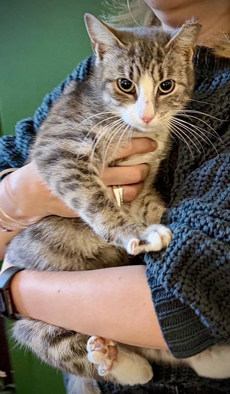 Sugarbeans thumbnail 2